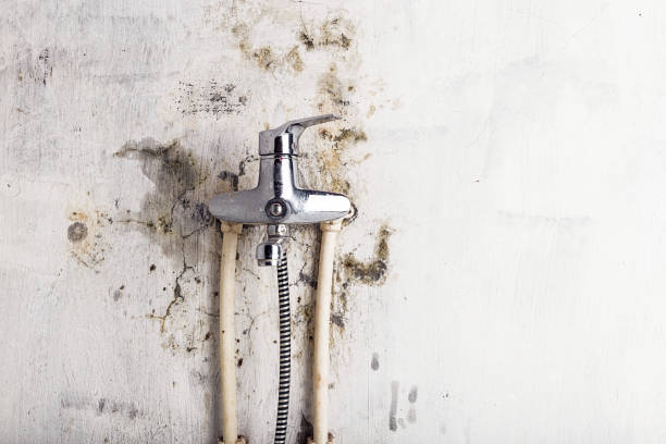 Home Mold Removal in Donora, PA