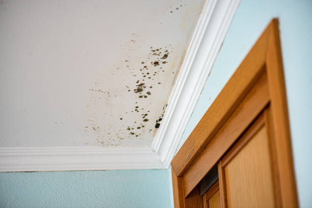 Best Mold Damage Repair  in Donora, PA