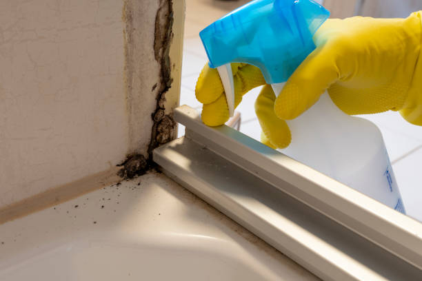 Best Black Mold Removal  in Donora, PA
