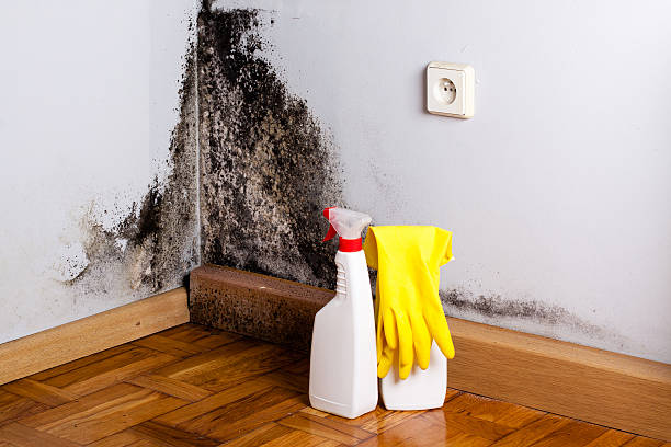 Best Attic Mold Removal  in Donora, PA